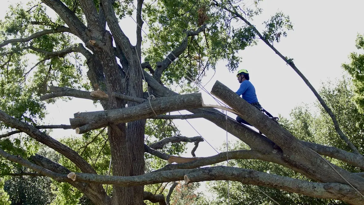 Professional Crown Thinning performed by certified arborists in Topsfield